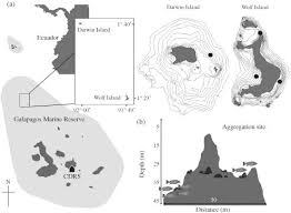 Image result for Mycteroperca olfax