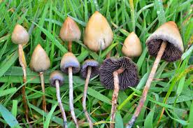 Attēlu rezultāti vaicājumam “Psilocybe sp.”