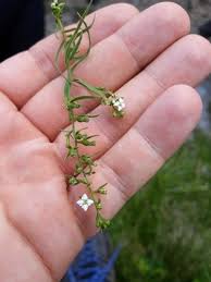 Attēlu rezultāti vaicājumam “Thesium alpinum leaf”