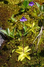 Attēlu rezultāti vaicājumam “Pinguicula vulgaris flower”