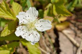 Attēlu rezultāti vaicājumam “Rubus caesius”