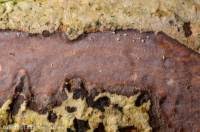 Attēlu rezultāti vaicājumam “Vuilleminia comedens”