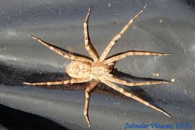 Attēlu rezultāti vaicājumam “Philodromidae”