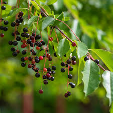 Attēlu rezultāti vaicājumam “Prunus (bird-cherry tree)”