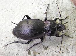Attēlu rezultāti vaicājumam “Carabus nemoralis”