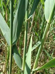 Attēlu rezultāti vaicājumam “Phragmites communis leaf”