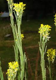 Attēlu rezultāti vaicājumam “Erysimum hieracifolium fruit”