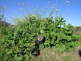 Attēlu rezultāti vaicājumam “Raphanus raphanistrum”