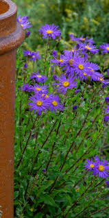 Image result for Aster amellus