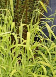 Attēlu rezultāti vaicājumam “Milium effusum flower”