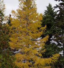 Attēlu rezultāti vaicājumam “Larix sibirica”