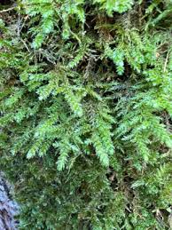 Attēlu rezultāti vaicājumam “Neckera pennata sporophyte”