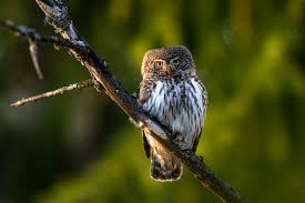 Attēlu rezultāti vaicājumam “Glaucidium passerinum”