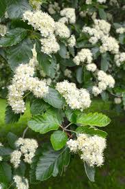 Attēlu rezultāti vaicājumam “Sorbus intermedia”