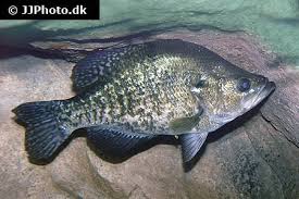 Image result for Pomoxis nigromaculatus