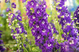Attēlu rezultāti vaicājumam “Delphinium elatum  flower”