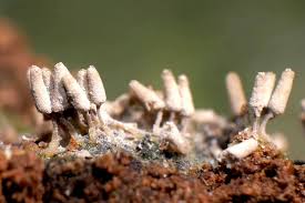 Attēlu rezultāti vaicājumam “Heterotrichia ferruginea (syn. Arcyria ferruginea)”