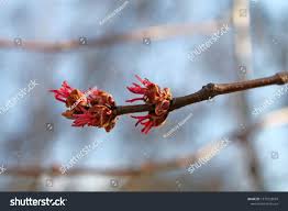 Attēlu rezultāti vaicājumam “Acer saccharinum bud”