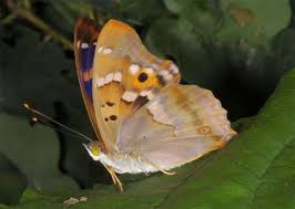 Attēlu rezultāti vaicājumam “Apatura ilia”