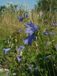 Attēlu rezultāti vaicājumam “Campanula rotundifolia”