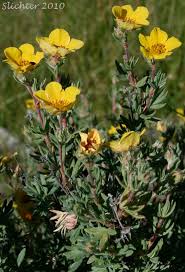 Attēlu rezultāti vaicājumam “Pentaphylloides fruticosa flower”