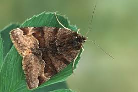 Attēlu rezultāti vaicājumam “Euclidia glyphica”