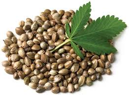 Attēlu rezultāti vaicājumam “Cannabis sativa fruit”