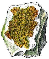 Attēlu rezultāti vaicājumam “Xanthoriicola physciae”