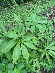 Attēlu rezultāti vaicājumam “Stemonitopsis hyperopta var. landewaldii stalked”