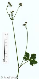 Attēlu rezultāti vaicājumam “Sanicula europaea bud”