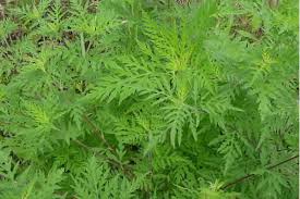 Attēlu rezultāti vaicājumam “Ambrosia artemisiifolia”