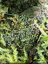 Attēlu rezultāti vaicājumam “Fuligo licentii”