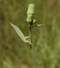 Attēlu rezultāti vaicājumam “Sonchus oleraceus bud”