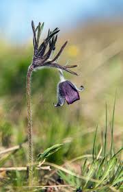 Attēlu rezultāti vaicājumam “Pulsatilla pratensis bud”