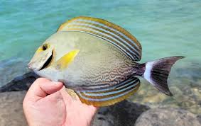 Image result for Acanthurus xanthopterus