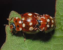 Attēlu rezultāti vaicājumam “Calvia quatuordecimguttata”