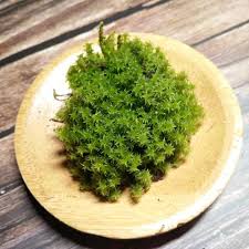 Attēlu rezultāti vaicājumam “Racomitrium canescens sporophyte”