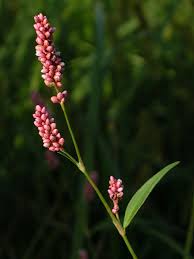 Attēlu rezultāti vaicājumam “Persicaria maculosa”