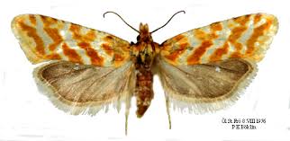 Attēlu rezultāti vaicājumam “Aethes margaritana”