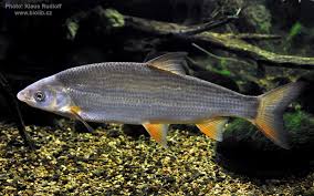 Image result for Chondrostoma nasus