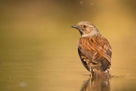 Attēlu rezultāti vaicājumam “Prunella modularis adult”