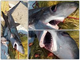 Image result for Alopias superciliosus