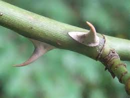 Attēlu rezultāti vaicājumam “Rosa subcanina”