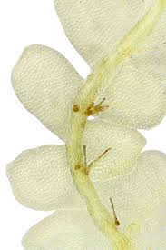 Attēlu rezultāti vaicājumam “Chiloscyphus pallescens”