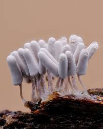 Attēlu rezultāti vaicājumam “Arcyria cinerea”