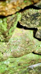 Attēlu rezultāti vaicājumam “Schistostega pennata”