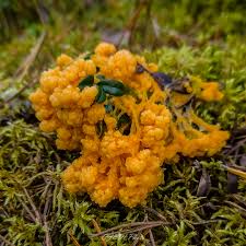 Attēlu rezultāti vaicājumam “Lycogala maculatum”