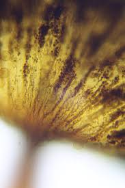 Attēlu rezultāti vaicājumam “Cribraria costata spores”