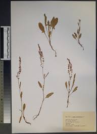 Image result for Sauerampfer