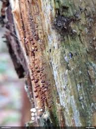 Attēlu rezultāti vaicājumam “Lycogala roseosporum spores”